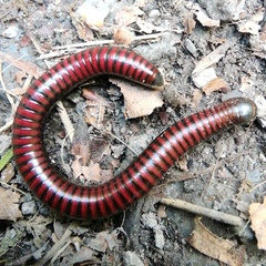 Pachyiulus hungaricus