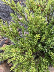 Diospyros glabra