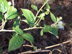 Rubus cuneifolius