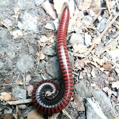 Pachyiulus hungaricus