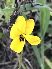 Viola pedunculata