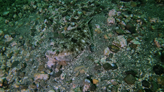 Lepidopsetta bilineata