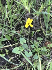 Viola pedunculata