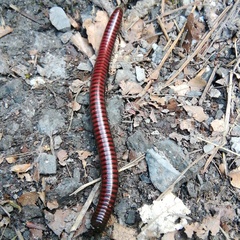 Pachyiulus hungaricus