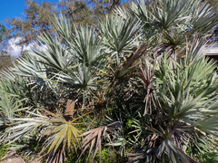 Serenoa repens