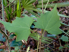 Mikania cordifolia