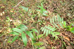 Toona sinensis