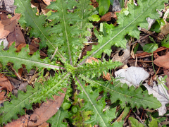 Cirsium nuttallii