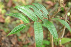 Toona sinensis