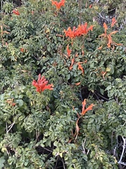Tecomaria capensis