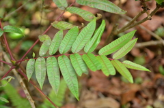 Toona sinensis