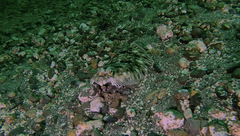 Lepidopsetta bilineata