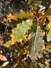 Quercus canariensis
