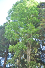 Toona sinensis