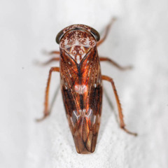 Metidiocerus rutilans
