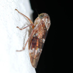 Metidiocerus rutilans
