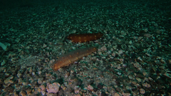 Apostichopus californicus