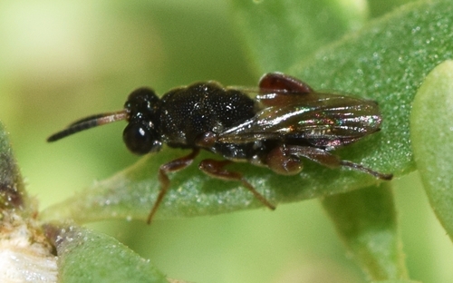 Antrocephalus, 2023-01-22