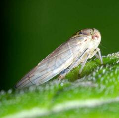 Populicerus albicans