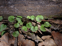Dichondra carolinensis
