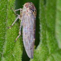 Populicerus albicans