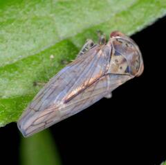 Populicerus albicans