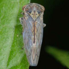 Populicerus albicans