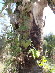 Mikania cordifolia