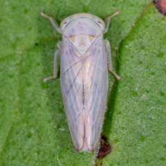 Populicerus albicans