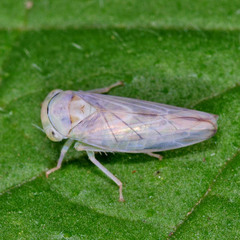 Populicerus albicans