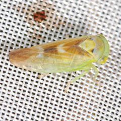 Populicerus nitidissimus