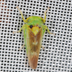 Populicerus nitidissimus