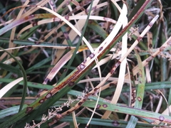 Colletotrichum liriopes