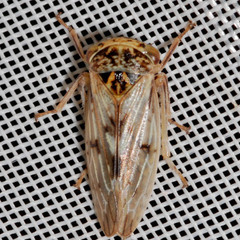Rhytidodus decimusquartus