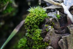Syntrichia papillosa