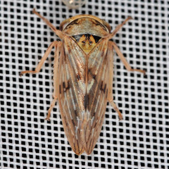 Rhytidodus decimusquartus