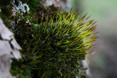 Syntrichia laevipila