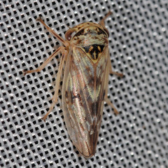 Rhytidodus decimusquartus