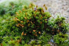 Orthotrichum anomalum
