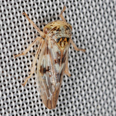 Rhytidodus decimusquartus