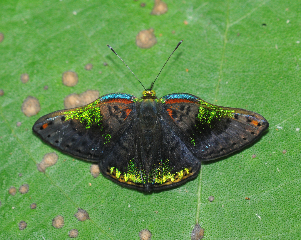 Caria trochilus