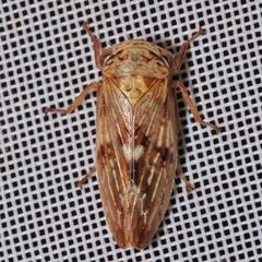 Rhytidodus decimusquartus