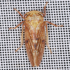 Rhytidodus decimusquartus