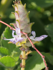 Thomisus citrinellus