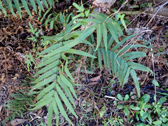 Pteris vittata