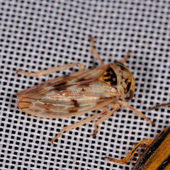Rhytidodus decimusquartus