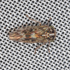 Stenidiocerus poecilus