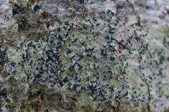 Alyxoria varia