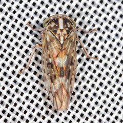 Stenidiocerus poecilus
