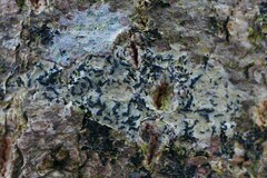 Alyxoria varia
